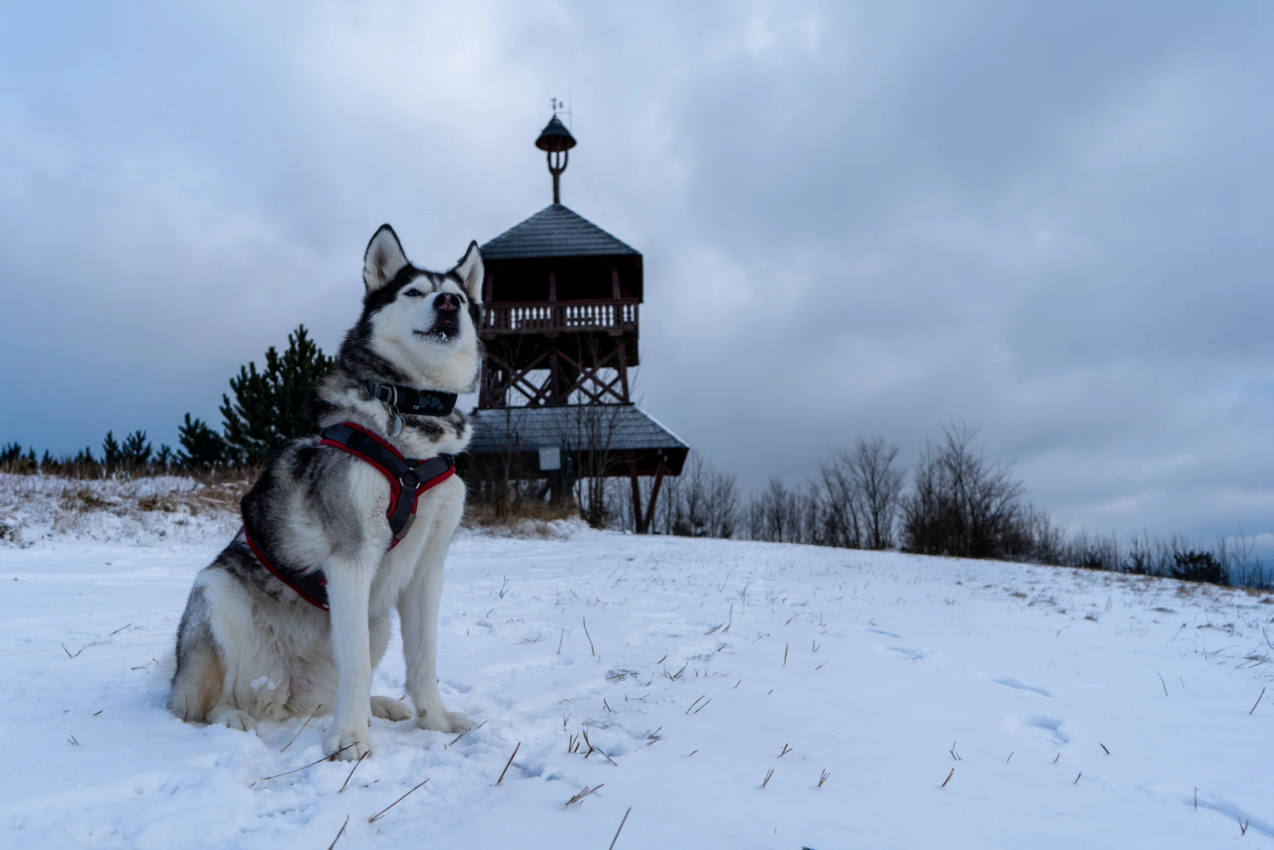 Stopy ve sněhu — fotografie 4